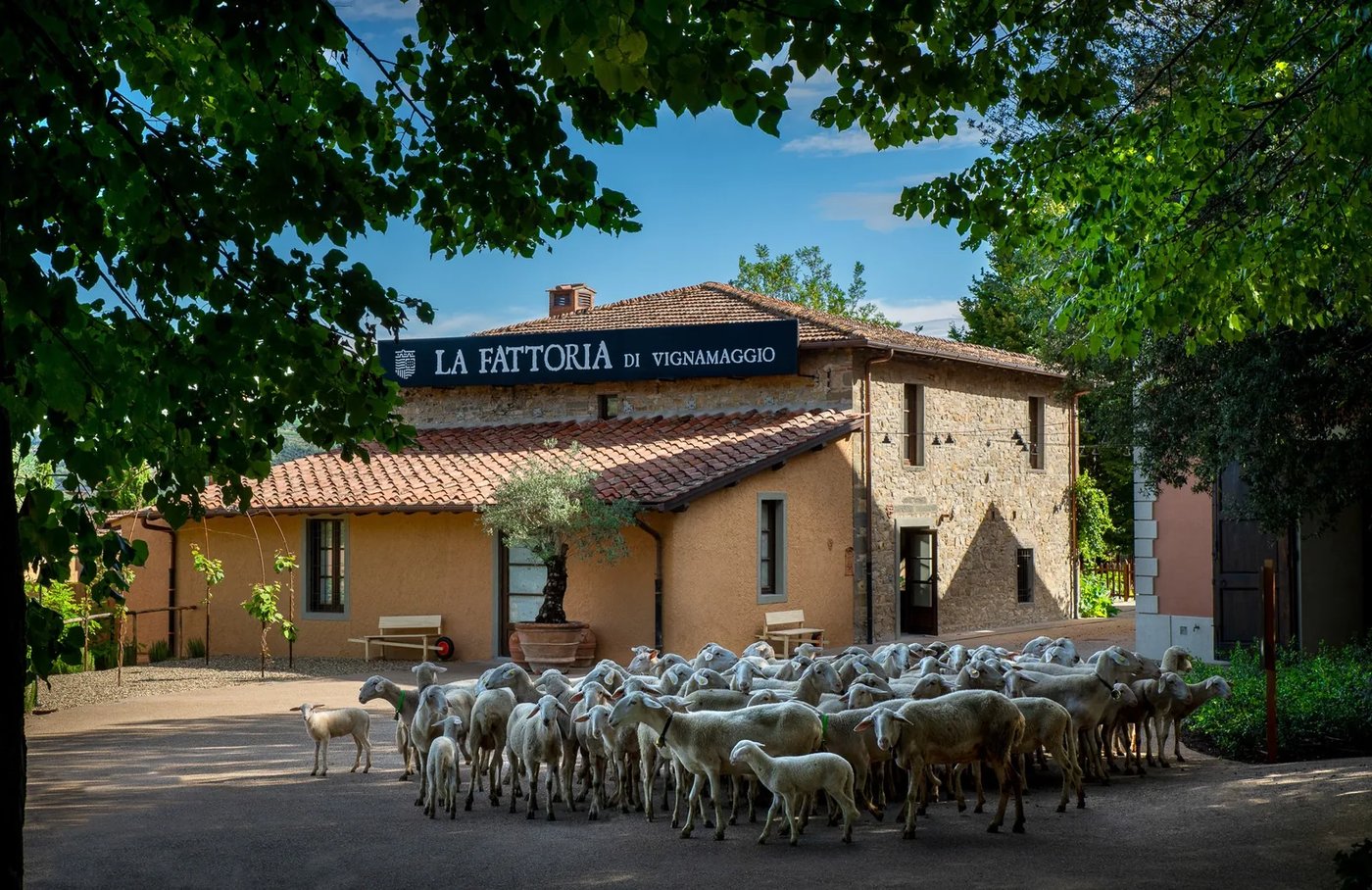 Kudde schapen voor de natuurstenen boerderij La Fattoria op wijngoed Vignamaggio in Chianti Classico