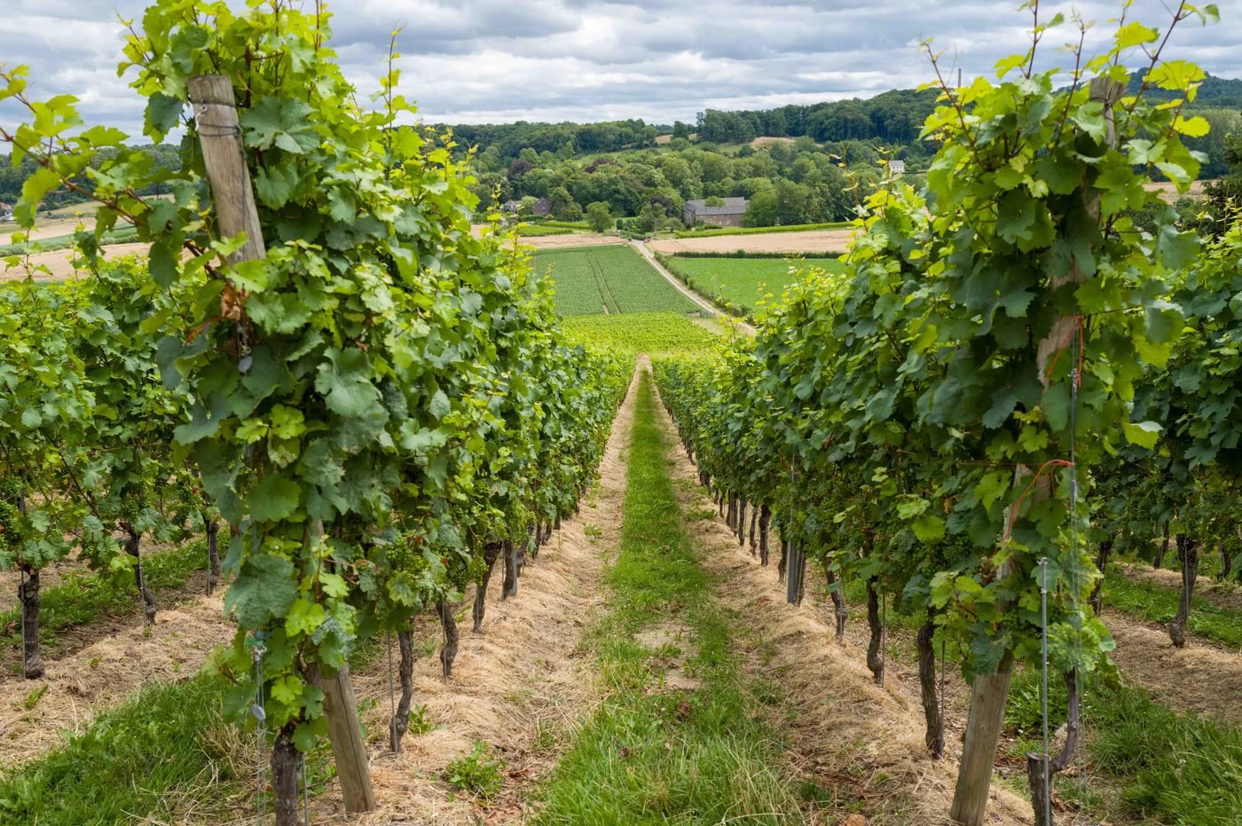 Nederlands en Belgisch wijn: unieke karakteristieken ontdekt op bezoek