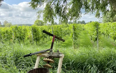 Amsteltuin Sparkling Johannes I, 2021: The First Traditional Method Sparkling Wine from Amstelveen